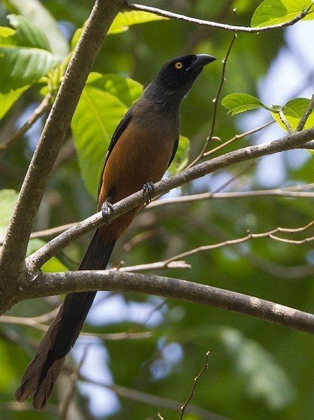 Andaman treepie Oriental Bird Club Image Database Andaman Treepie Dendrocitta