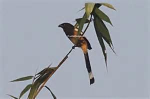 Andaman treepie More on Dendrocitta bayleyi Andaman Treepie