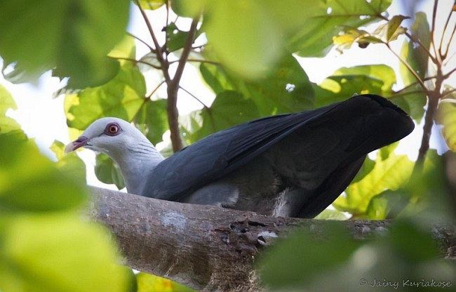 Andaman wood pigeon Oriental Bird Club Image Database Andaman Wood Pigeon Columba