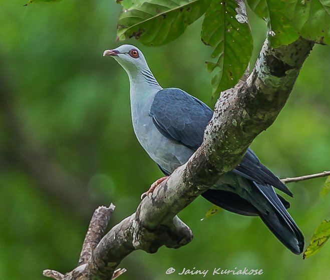 Andaman wood pigeon orientalbirdimagesorgimagesdataandamanwoodpig