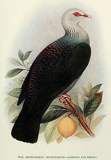 Andaman wood pigeon Andaman wood pigeon Wikipedia