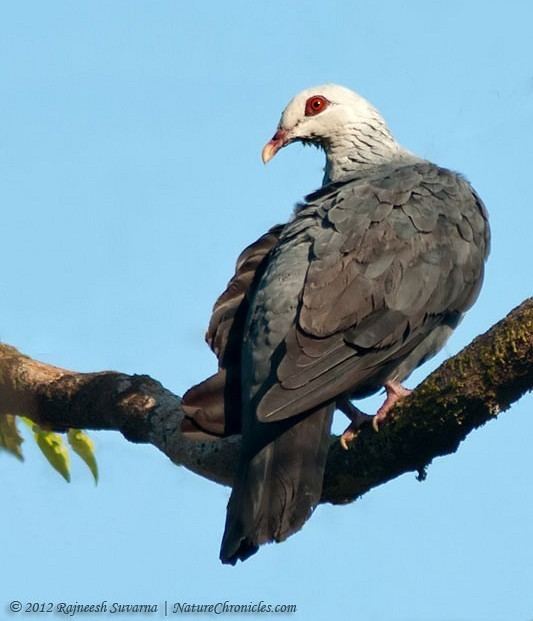 Andaman wood pigeon Oriental Bird Club Image Database Andaman Wood Pigeon Columba