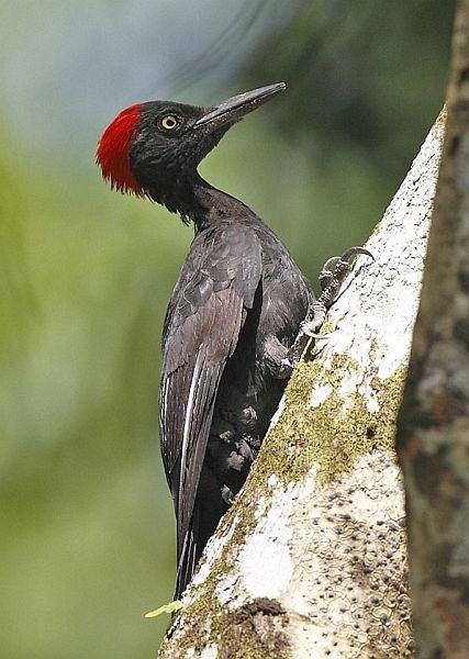 Andaman woodpecker Oriental Bird Club Image Database Andaman Woodpecker Dryocopus