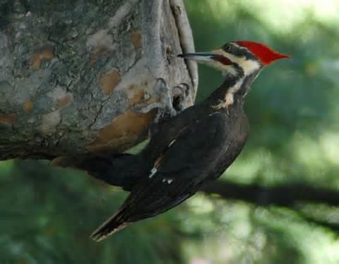 Andaman woodpecker More on Dryocopus hodgei Andaman Woodpecker