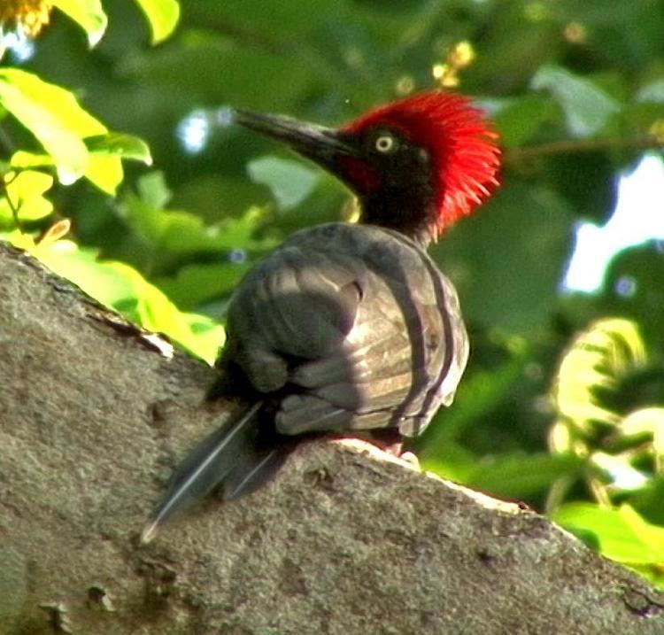 Andaman woodpecker Andaman Woodpecker Dryocopus hodgei videos photos and sound