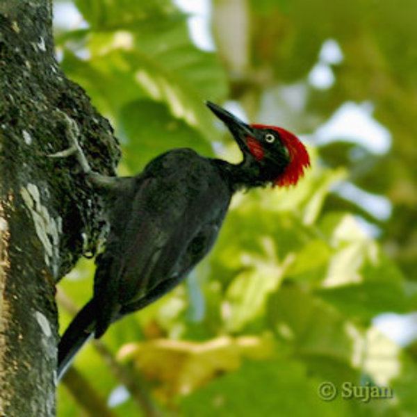 Andaman woodpecker Andaman Woodpecker Photo