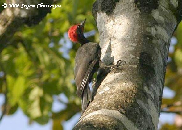 Andaman woodpecker Oriental Bird Club Image Database Andaman Woodpecker Dryocopus