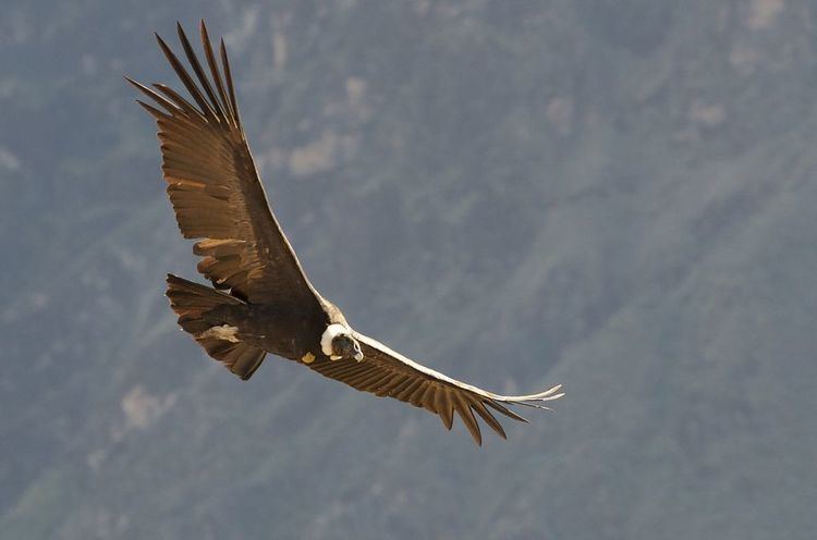 Andean condor Andean Condors Andean Condor Pictures Andean Condor Facts