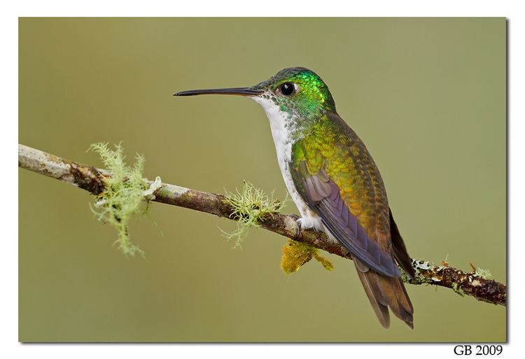 Andean emerald ANDEAN