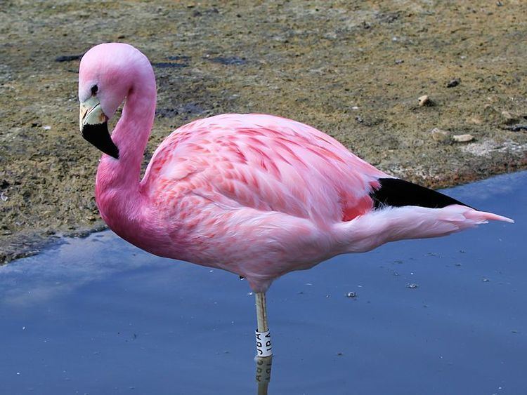 Andean flamingo ANDEAN FLAMINGO wwwslimbridgecouk