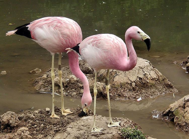 Andean flamingo Andean flamingo Wikipedia