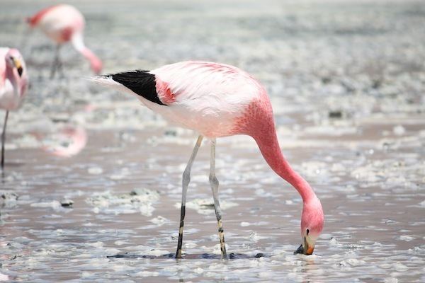 Andean flamingo Andean Flamingo Animal Facts and Information