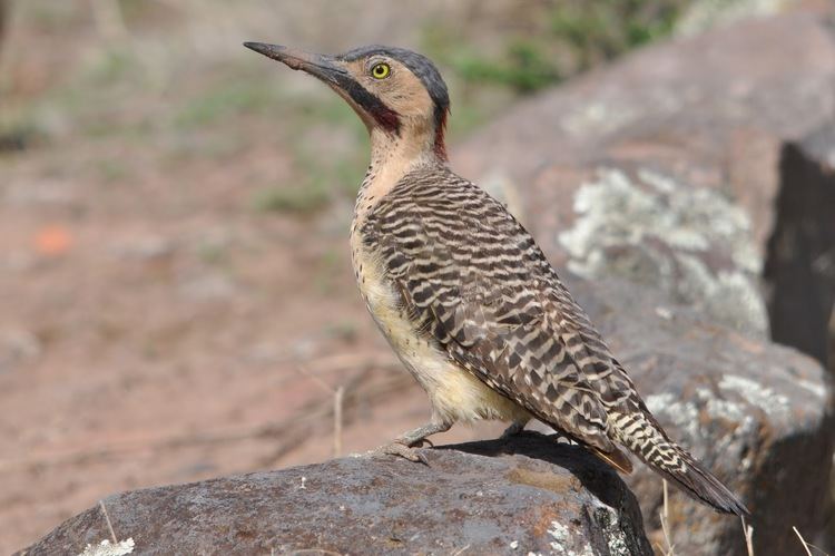 Andean flicker Woodpeckers of the World Andean Flicker puna race