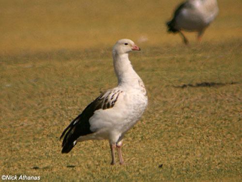 Andean goose Andean Goose Chloephaga melanoptera Planet of Birds