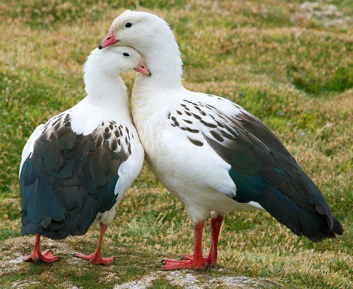 Andean goose Surfbirds Online Photo Gallery Search Results