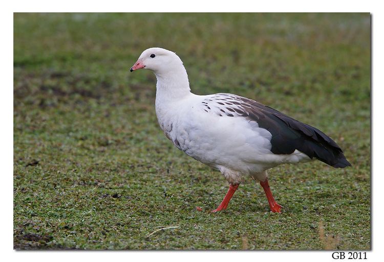 Andean goose Andean Goose 03jpg