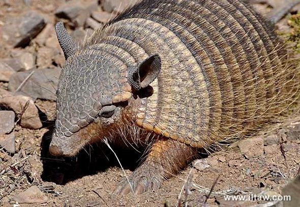 Andean hairy armadillo Andean hairy armadillo