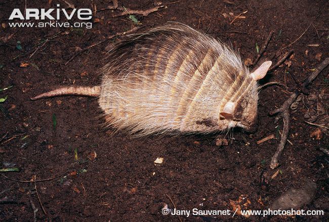 Andean hairy armadillo Andean hairy armadillo photos Chaetophractus nationi ARKive