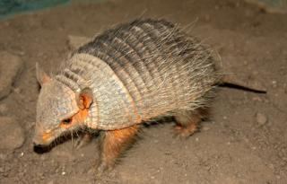 Andean hairy armadillo ZootierlisteHomepage