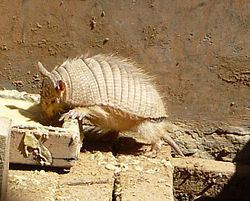 Andean hairy armadillo Andean hairy armadillo Wikipedia