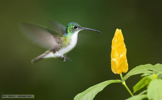 Andean hillstar BBC Nature Andean hillstar videos news and facts