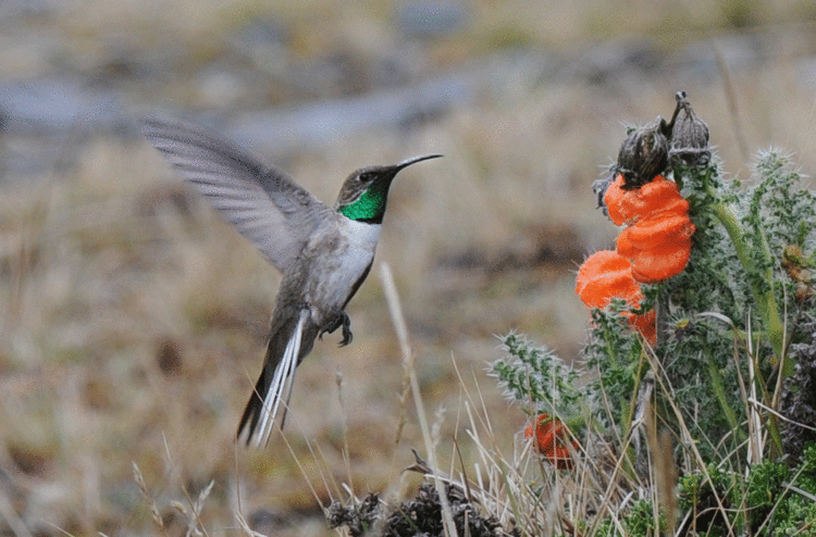 Andean hillstar ZOOTHERA BIRDING BLOG La Cumbre Pass amp Coroica Road