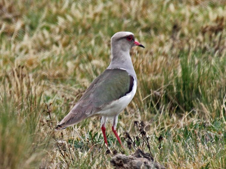 Andean lapwing FileAndean Lapwing RWDjpg Wikimedia Commons