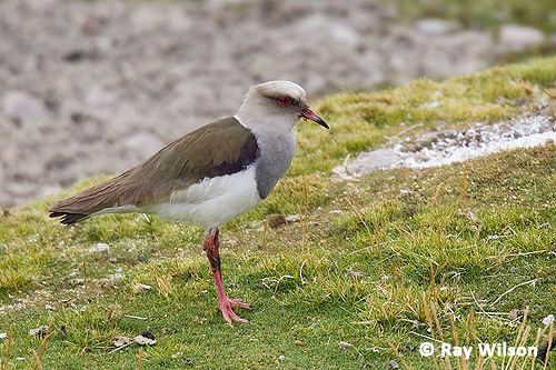 Andean lapwing Andean Lapwing Vanellus resplendens