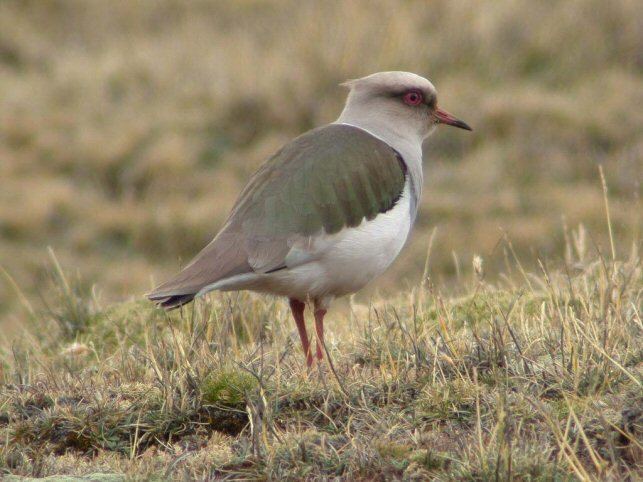 Andean lapwing Mangoverde World Bird Guide Photo Page Andean Lapwing Vanellus