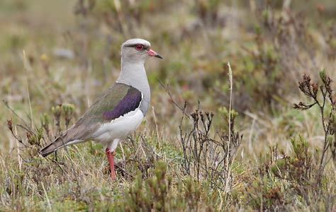 Andean lapwing Andean Lapwing Vanellus resplendens Photo Image