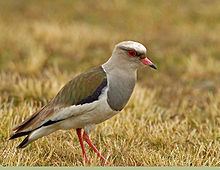 Andean lapwing httpsuploadwikimediaorgwikipediacommonsthu