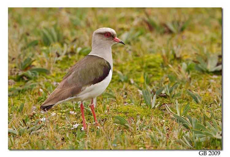 Andean lapwing ANDEAN