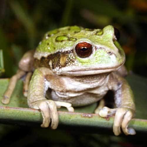 Andean marsupial tree frog wwwreptilesncritterscomimageslargeandeanmars