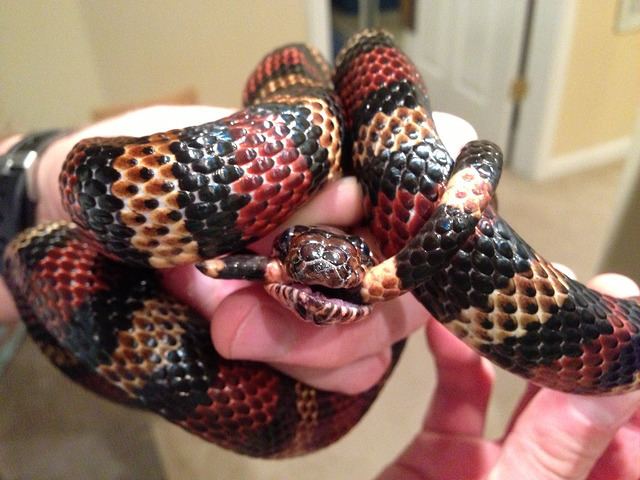 Andean milk snake Andean milk snake must have been hungry Arachnoboards