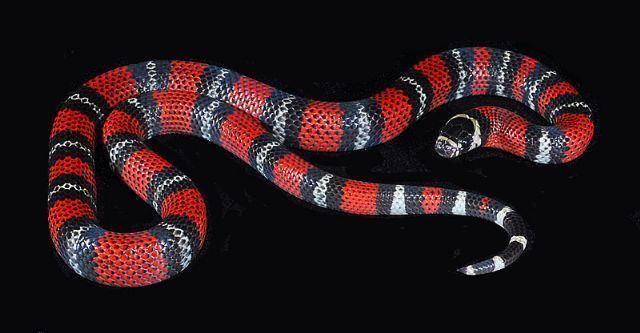 Andean milk snake Diary of a Mad Pet Enthusiast Species of the Day Andean Milk Snake