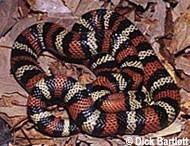 Andean milk snake wwwreptilesmagazinecomcoreincludesphpThumbph