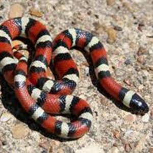 Andean milk snake Andean Milksnake Fact Sheet racinezooorg