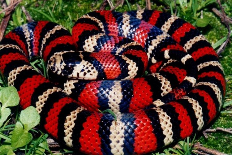 Andean milk snake MILKSNAKES WORLD PITUOPHIS WEB PAGE BY PATRICK H BRIGGS