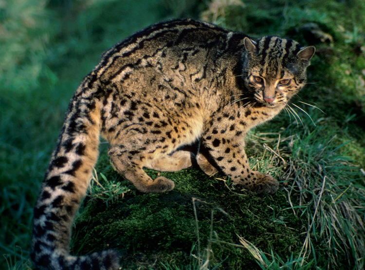 Andean mountain cat Andean Mountain Cat Facts Cat39s Habitat Diet Distribution