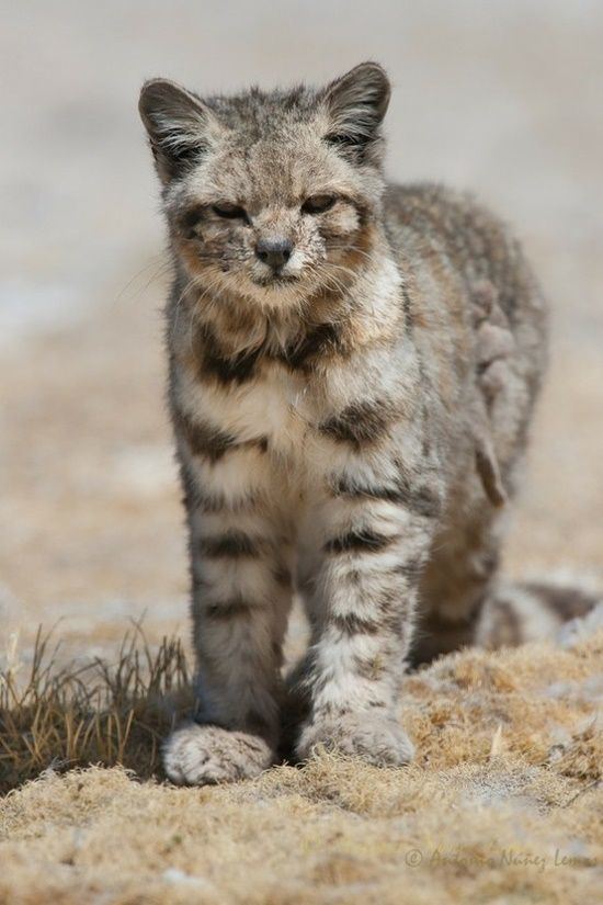 Andean mountain cat The Andean mountain cat Leopardus jacobita is a small wildcat