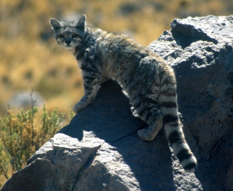 Andean mountain cat Andean mountain cat Wikipedia