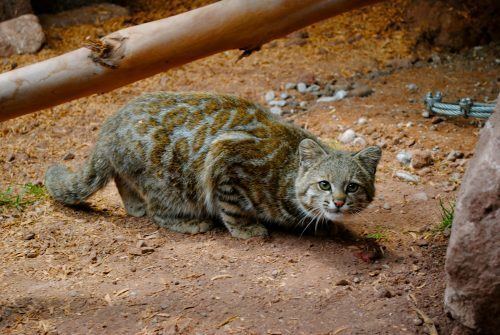 Andean mountain cat Andean Mountain Cat Facts Cat39s Habitat Diet Distribution