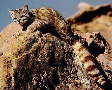 Andean mountain cat httpsuploadwikimediaorgwikipediacommonsthu