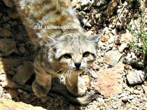 Andean mountain cat Andean Cat International Society for Endangered Cats ISEC Canada