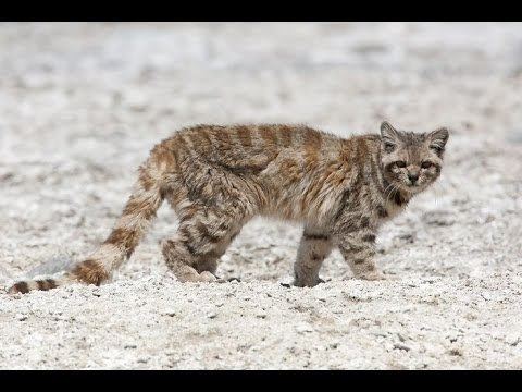 Andean mountain cat Andean Mountain Cat Leopardus jacobita YouTube