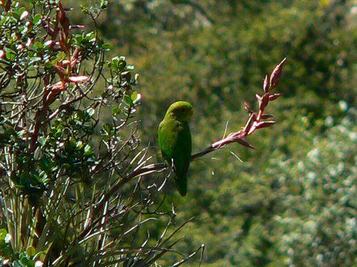 Andean parakeet wwwplanetofbirdscomwpcontentuploads201202A