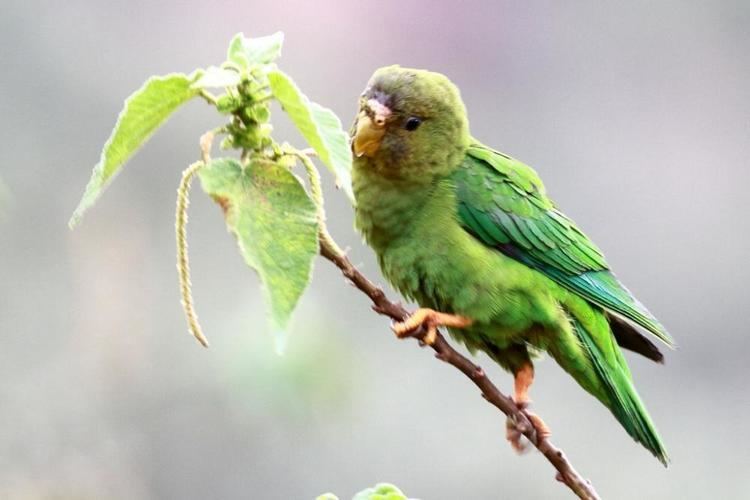 Andean parakeet Andean Parakeet Bolborhynchus orbygnesius videos photos and sound