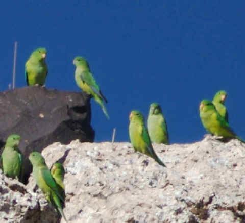 Andean parakeet Andean Parakeet