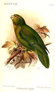 Andean parakeet Andean parakeet Wikipedia