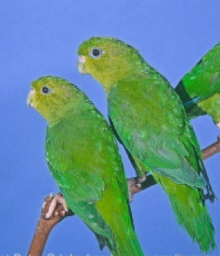 Andean parakeet Andean Parakeet World Parrot Trust